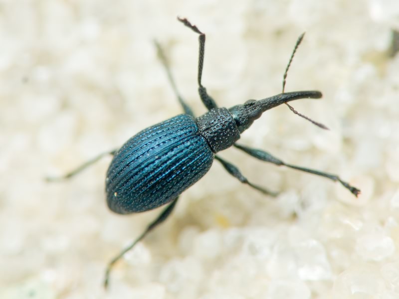 Cyanapion columbinum (Germar, 1817)
